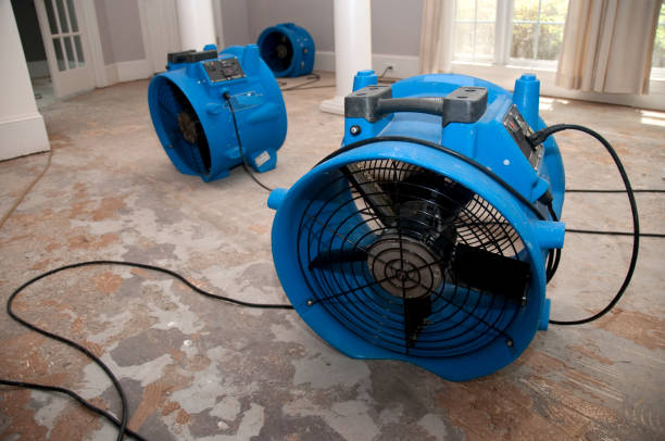 Best Mold removal after water damage  in Claryville, KY